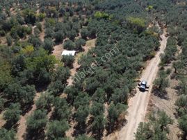 Koçak'tan Trilye'de Yapı Kayıtlı Bağ Evi