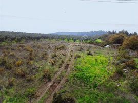 Mudanya / Yaylacık'ta 3.700 M² Kaçırılmayacak Fırsat Tarla