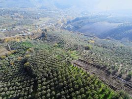 Koçak'tan Bakımlı Fırsat Zeytinlik