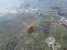 Koçak'tan Işıklı'da Köye Yakın Zeytinlik