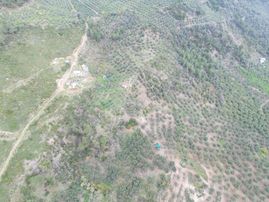 Koçak'tan Işıklı'da Köye Yakın Zeytinlik