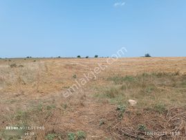 Saray Çukuryurtta Müstakil Tapulu Mera Cepheli Tarla