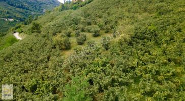 Ordu'da Mobilya Fiyatına 444 M² İmarlı Müstakil Tapulu Parsel