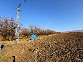 Coldwell Banker Safir'den Bulgurlu Da 21.693 M² Satılık Tarla