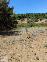 Sancaklıiğdecik Te Köye Yakın Paylı Mülkiyetli Zeytinlik