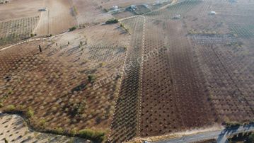 Aşağı İçkarada Asfalta Sıfır Müstakil Tapulu Zeytinlik Satışta
