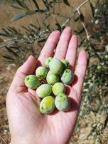 Balcity - Manisa Soma'da 3.800 M² Fırsat Fiyata Müstakil Zeytinlik