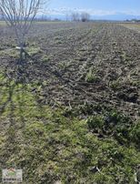 İlçeye Yakın Domates Biber Yetişen Bölgede Toplam 100 Dönüm