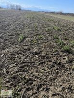 İlçeye Yakın Domates Biber Yetişen Bölgede Toplam 100 Dönüm