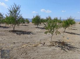 Klc Yatırım A.ş.'den Yol Kenarı Tek Tapu 8 Senelik Badem Bahçesi