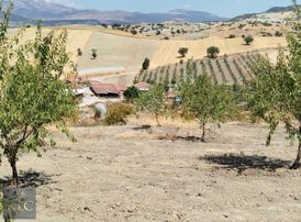 Klc Yatırım A.ş.'den Yol Kenarı Tek Tapu 8 Senelik Badem Bahçesi
