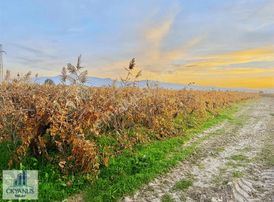 Nuriye De 1.520 M2 Bağ , Yolu Var, Yanında Sulama Kanalı Var