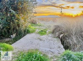 Nuriye De 1.520 M2 Bağ , Yolu Var, Yanında Sulama Kanalı Var