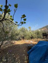 Kozan Divan Emlak'tan Hacımirzalı'da Bahçeli Temiz Müstakil