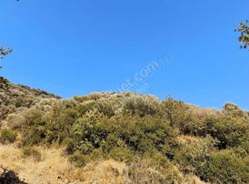 Turpa 360 Dan Yenişehirde Satılık Zeytinlik