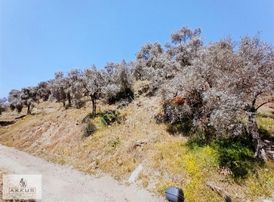 Akkuş Emlak'tan Satılık Zeytinlik