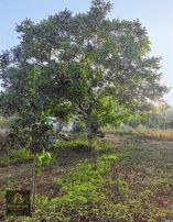 Asfalt Yola Sıfır Satılık Meyve Bahçeli Tarla Isparta Eğirdir