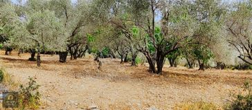 Mc Grup Emlaktan Kuyucakta Köye Yakın 1550 Metre Zeytinlik