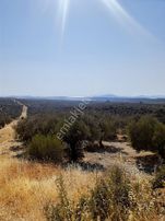 Konum Güzel Zeytinlik