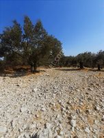 Konum Güzel Zeytinlik