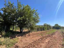 Oğuzeli Aksoy Emlak Etrafı Çevrili 500 Metre Tek Tapu Nar Bahçesi