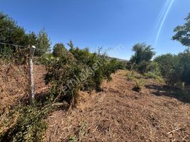 Oğuzeli Aksoy Emlak Etrafı Çevrili 500 Metre Tek Tapu Nar Bahçesi