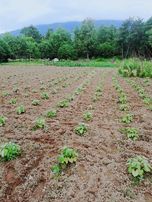 Saygılı Gayrimenkul'den Kısmi Takaslı Tek Tapu Tarla!!!