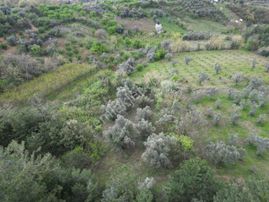 Kestel Aksu Köyünde Tek Tapulu, Zeytin Ağaçlı 1016 M² Tarla