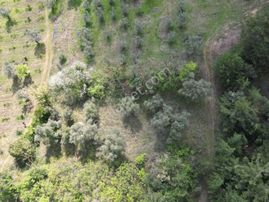 Kestel Aksu Köyünde Tek Tapulu, Zeytin Ağaçlı 1016 M² Tarla