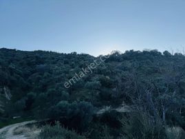 Efeler Sıralılarda 8 Dönüm Eşsiz Zeytinlik