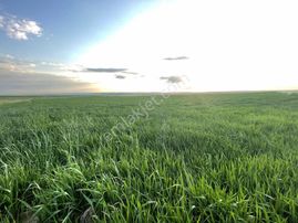 Şabanözü Köyü 33 Dönüm Asfalta 100m Tarla