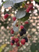 Çayırova Akse Mahallesinde Müstakil Muhteşem Yapılı Villa