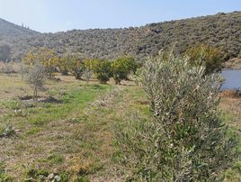 İzmir Tire Akçaşehir De 4600m2 Tarla İçerisinde Tavuk Çiftliği