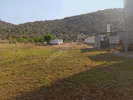 İzmir Tire Akçaşehir De 4600m2 Tarla İçerisinde Tavuk Çiftliği