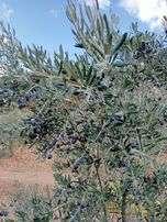 Akhisar Efem Gayrimenkul Durasıl Mh 6 Dönüm Satılık Zeytinlik !!!