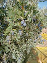 Akhisar Efem Gayrimenkul Durasıl Mh 6 Dönüm Satılık Zeytinlik !!!