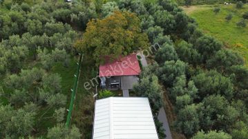 Kemalpaşa Aşağı Kızılca Ovada Ana Yola Yakın 1586m2 Bahçe