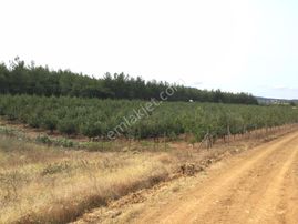 Keşan Yeşilköy 7.800m2 Etrafı Çevrili 1.100 Ad. Elma Ağacı