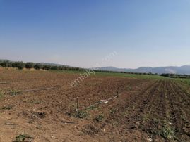 Balcity - Manisa Kırkağaç'da İlçeye Yakın 3.423 M2 Tarla