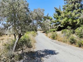 Emir Yapıdan Acil Satılık Zeytinlik