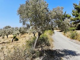 Emir Yapıdan Acil Satılık Zeytinlik