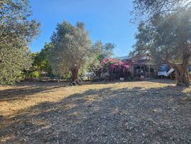 *denize Yakın Çeşmealtı'nda Kazançlı Yatırım Zeytinlik*