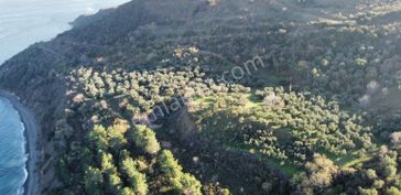 Turyap Çiftlikköyden Esenköyde 2 Dönüm Satılık Hisseli Tarla