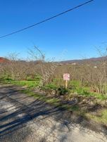 !!! Esmer Emlak'tan Satılık Fındık Bahçesi !!!