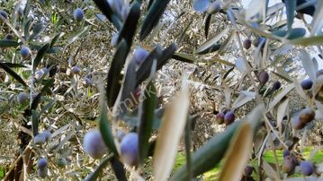 Bursa Orhangazi Yeniköy De Zeytinlik