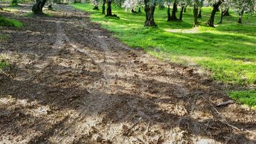 Bursa Orhangazi Yeniköy De Zeytinlik