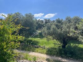 Karacasu Yenice'de Zeytinlik..