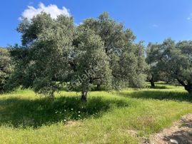 Yenicede Yolu Düzgün, Full Yetişmiş Ağaçları Bulunan Zeytinlik..