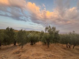 Rw Land Gayrimenkul Çağrışan 1/1000lik Planda Villa İmarlı Arazi