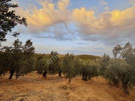 Rw Land Gayrimenkul Çağrışan 1/1000lik Planda Villa İmarlı Arazi